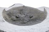 Rare, Undescribed Asaphid Trilobite - Draa Valley, Morocco #221344-3